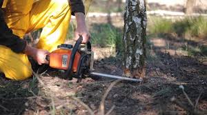 How Our Tree Care Process Works  in Stevensville, MD